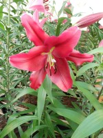 [4176 Borrello VH No102.JPG]